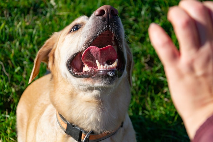 Dog Bite Injury Law in Memphis